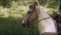 dr dolittle 3-avi_556.jpg